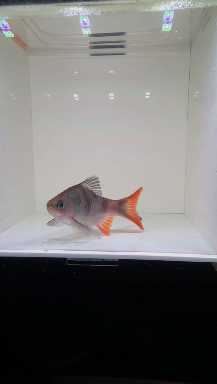 工具鱼红尾绿荧光