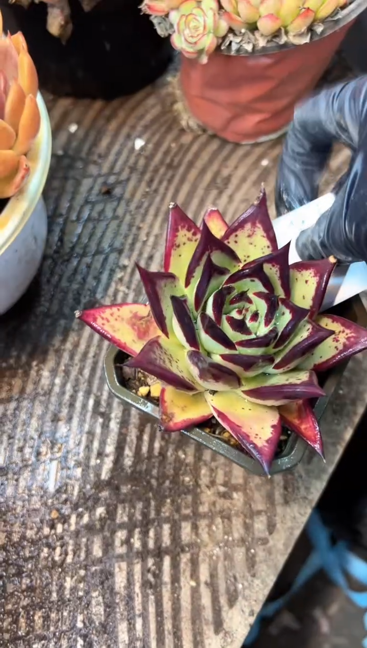 用***萍多肉植物一物一拍01522