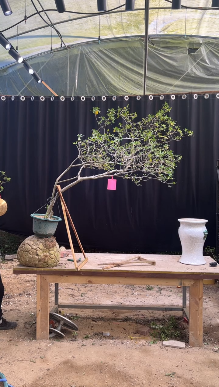 无花朵@****٥ 海岛栀子花