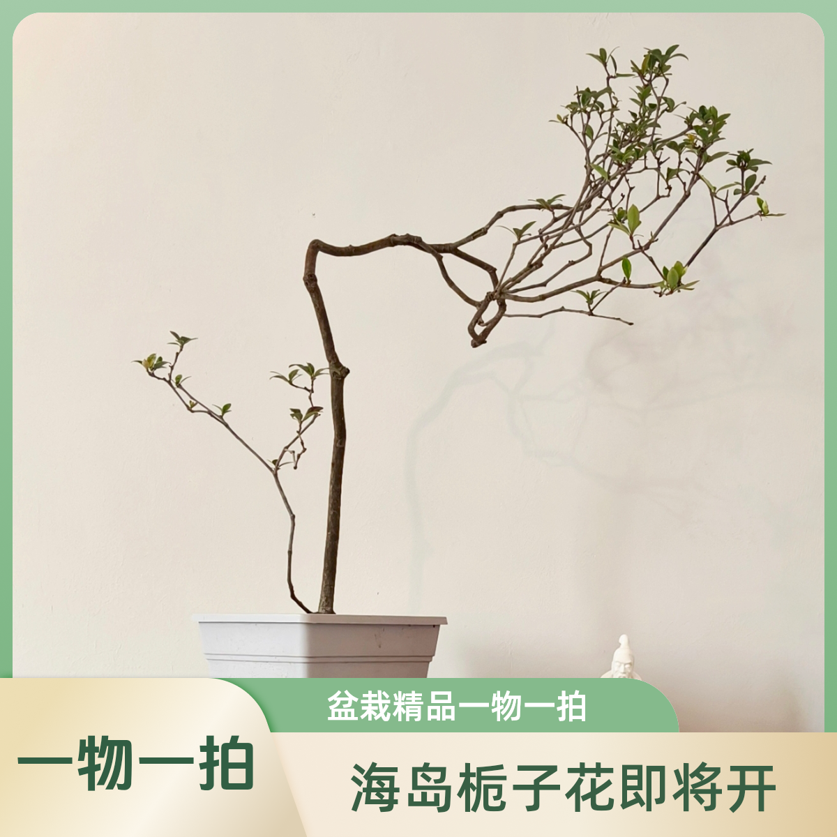 (一物一拍)精品海岛春花栀子花飘枝7字飘