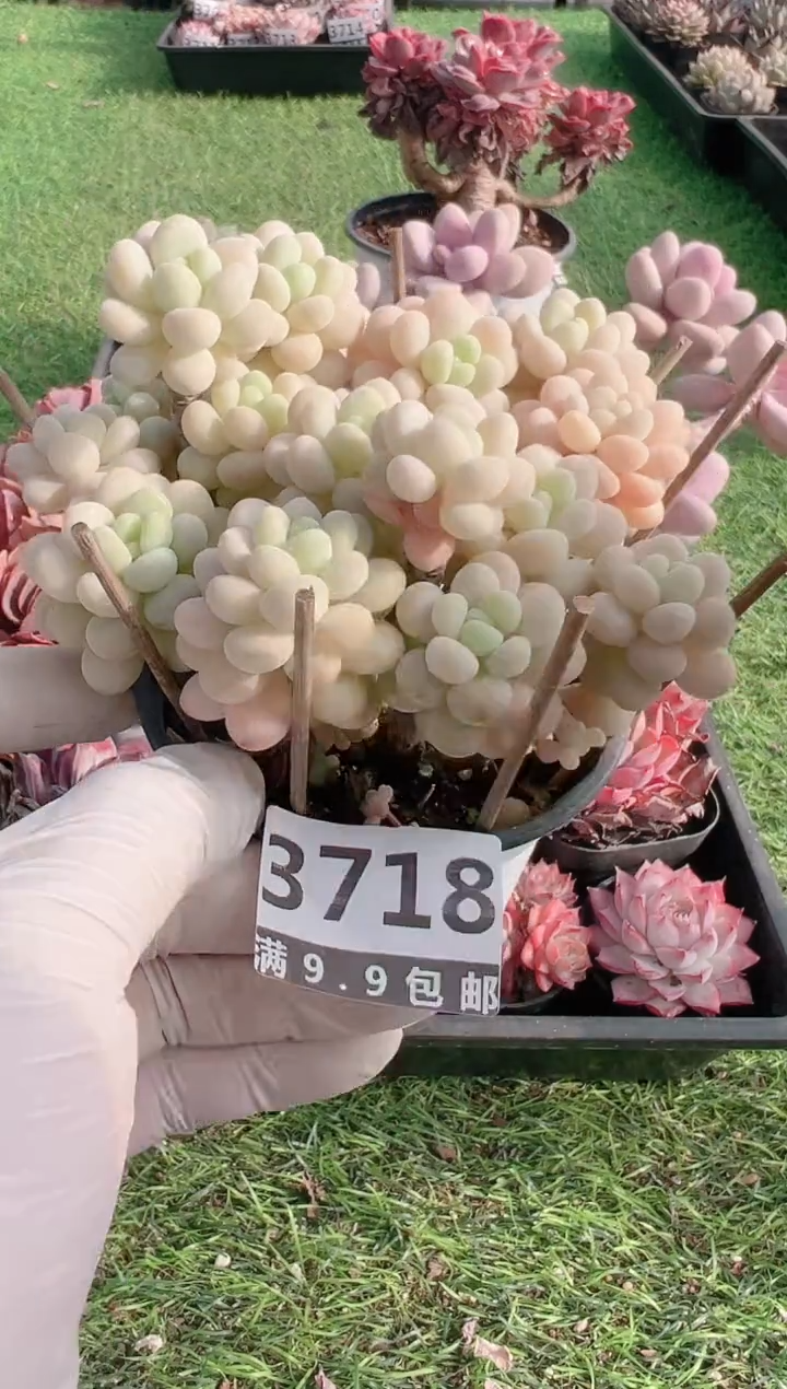 【闪购商品】信福多肉一物一拍