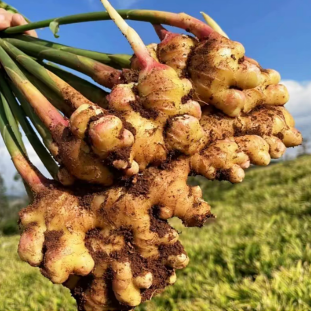 【陈玉兰助农专属】贵州农家带泥二黄姜小黄姜