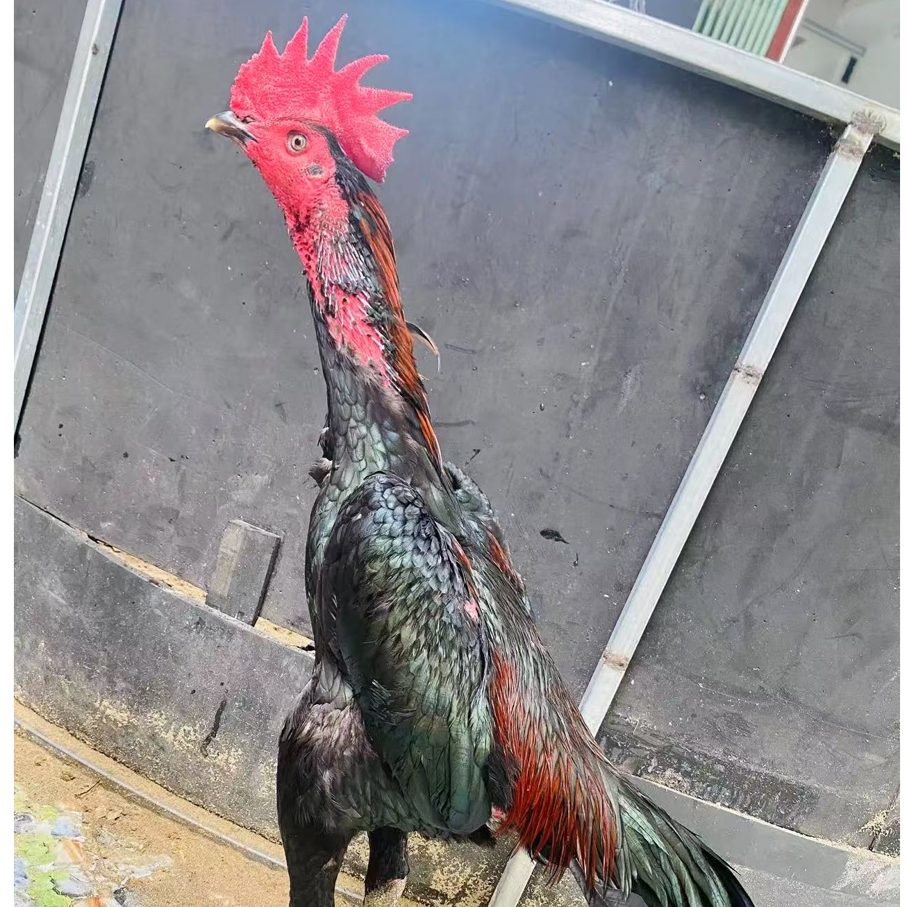 高质量优选大关斗鸡