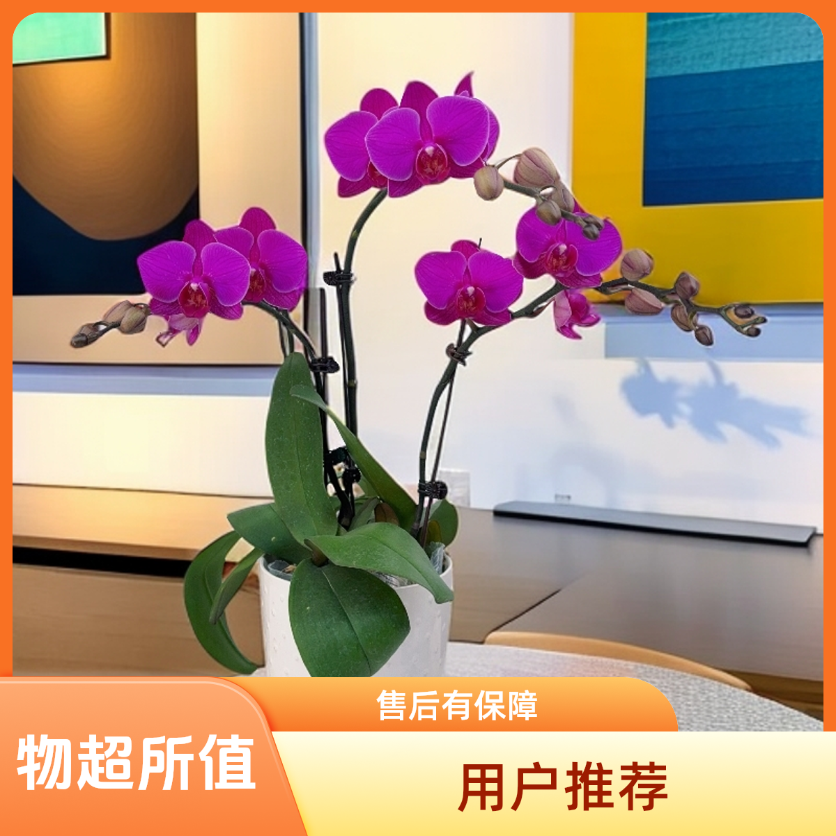 02【福星】精美蝴蝶兰室内花卉