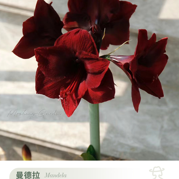 塔莎朱顶红[曼德拉种球]