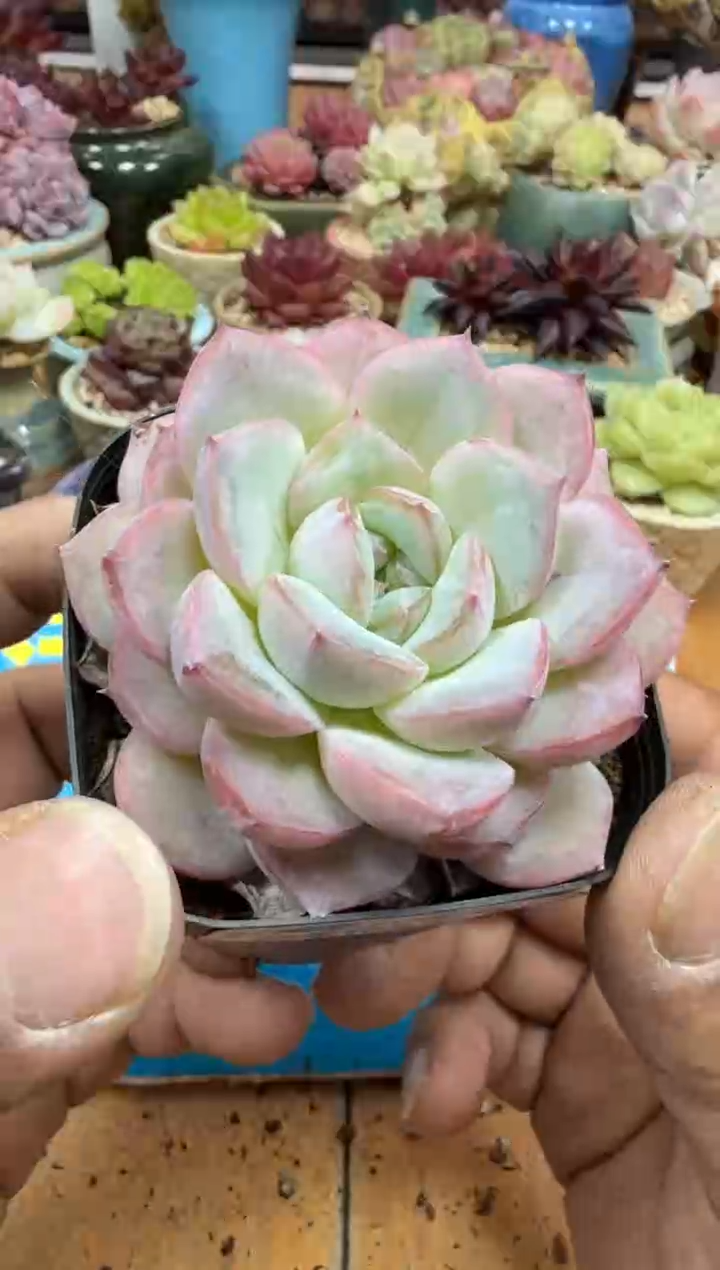 东云多肉园二店-368