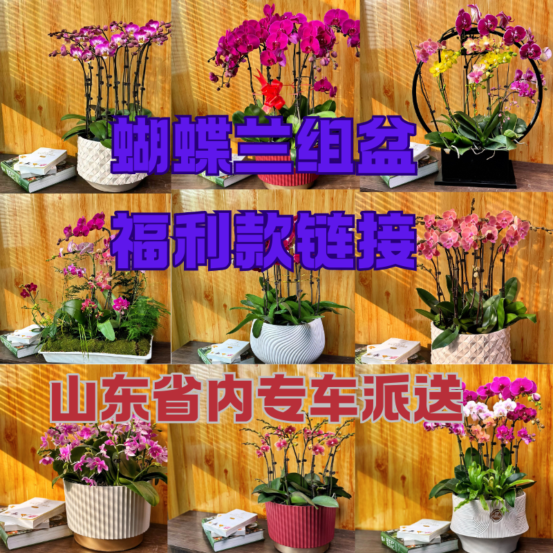 蝴蝶兰组盆福利款280（山东省内送货上门）