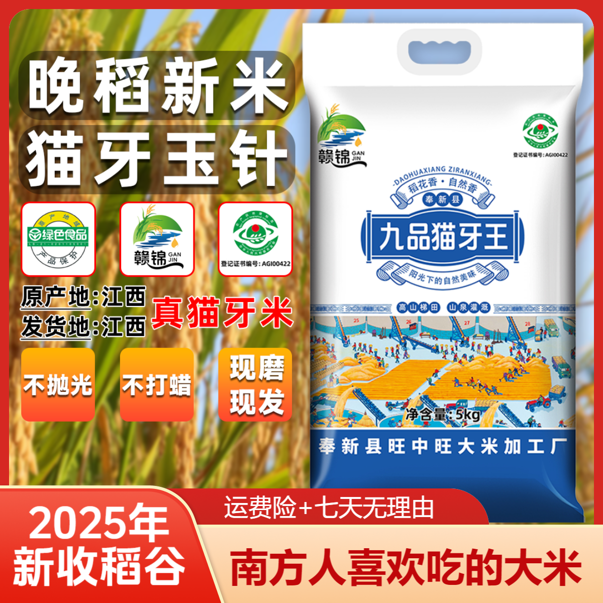 【江西产猫牙玉针】九品猫牙王一年一季长粒香大米11月收割晚稻新米