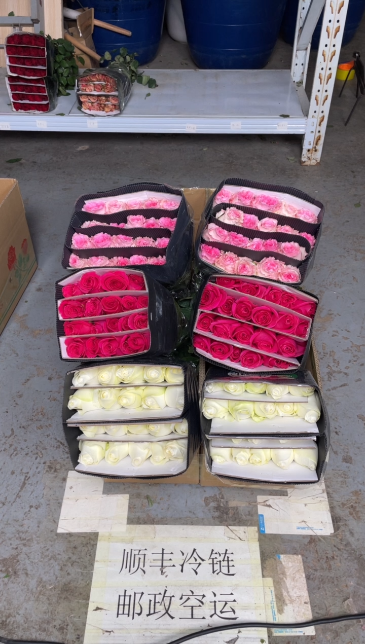 骄傲20枝+佛洛依德20枝+洛神20枝