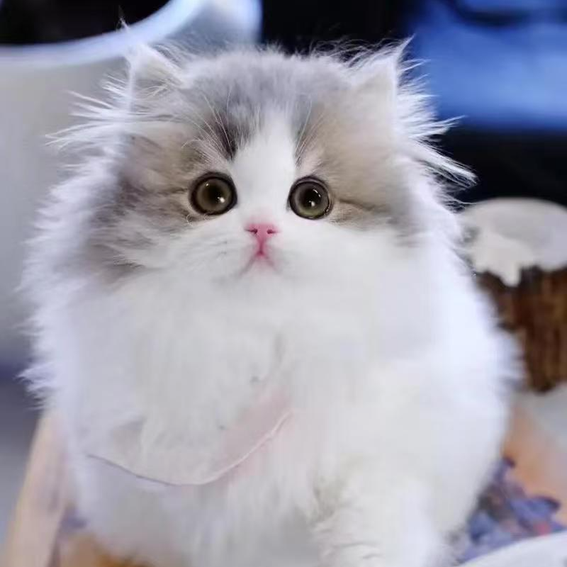 安可休家的猫活体链接