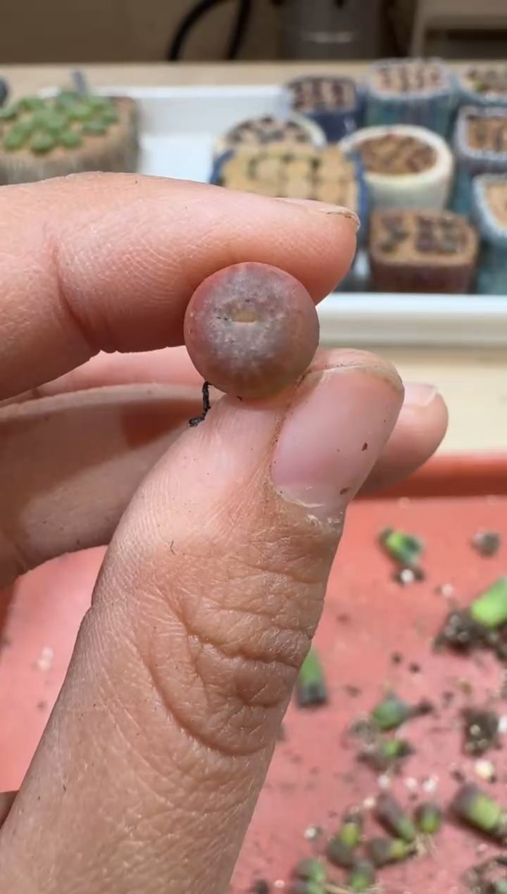 心****️多肉植物肉锥2-338