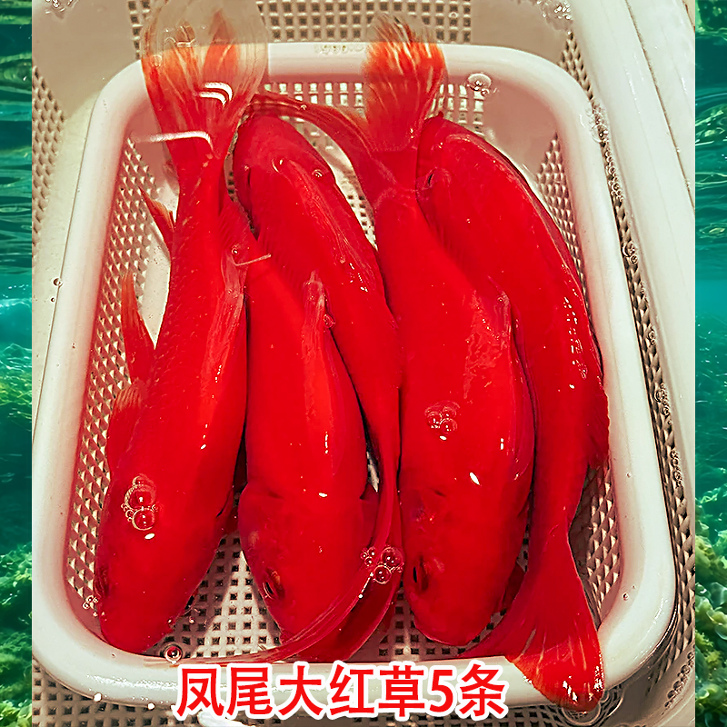 12号【13-15cm】凤尾大红草5条精品观赏鱼、包邮