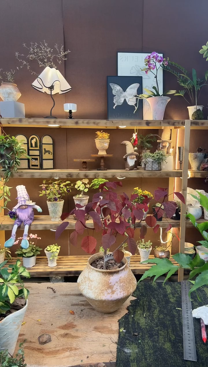 无花朵127紫棉树加盆一套