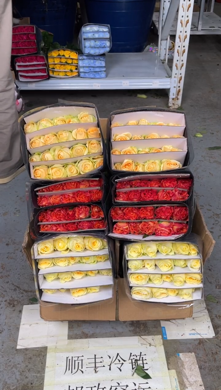 奶油杯20枝+ 火灵鸟20枝+香槟20枝