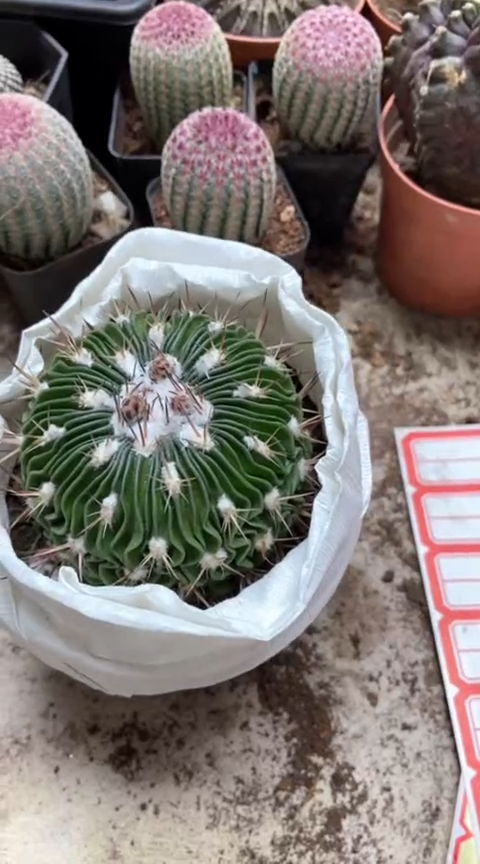 多楞玉一物一拍仙人球