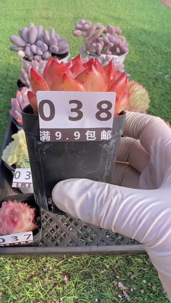 【闪购商品】信福多肉一物一拍