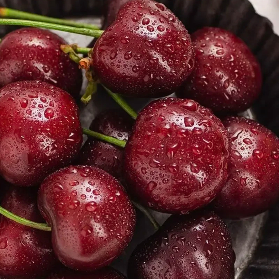 【起号福利】海运智利进口原箱净重5斤装J车厘子拉宾斯内附果径卡（次日到）桑提娜樱桃智利共和国