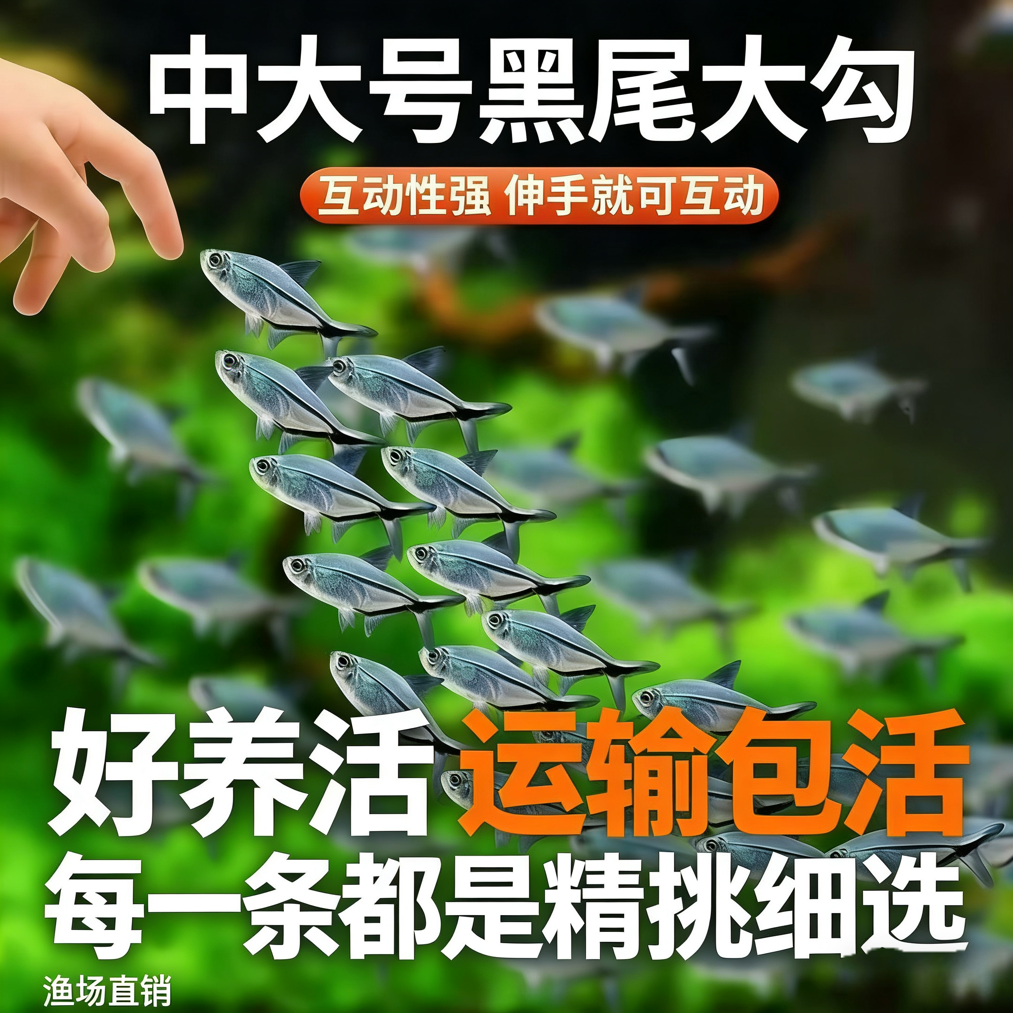 黑尾大勾小型热带观赏鱼淡水鱼群游好养耐活