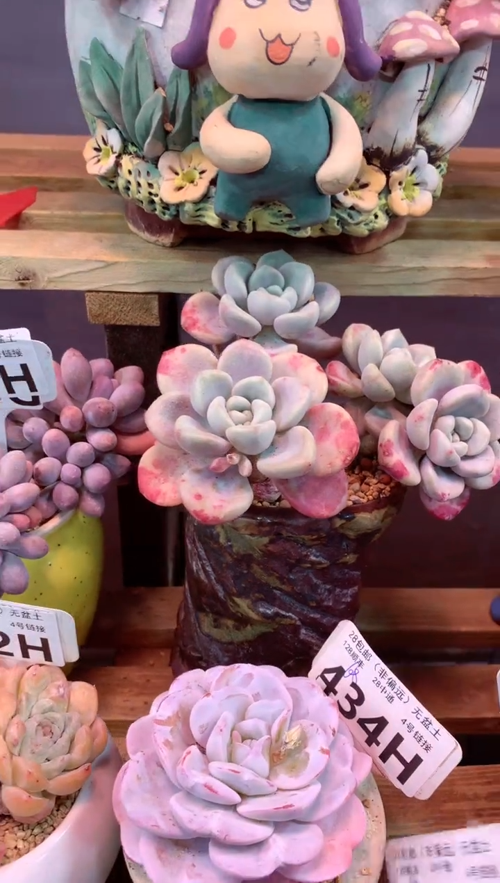 433H（一物一拍，精品多肉，w所见即所得 ）