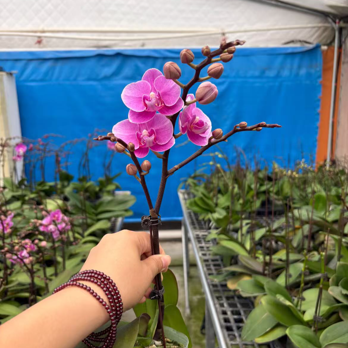  蝴蝶兰【紫霞仙子】单花剑 带花 室内花花 广州基地直发