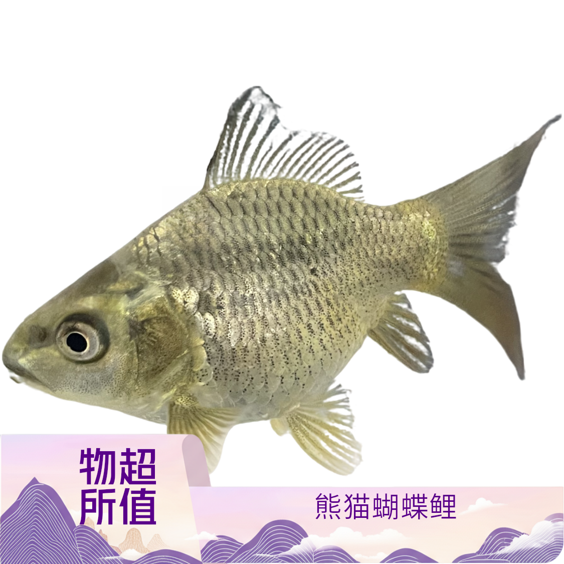 熊猫蝴蝶鲤短身球大鳍大尾淡水冷水活体观赏鱼苗招财好养耐活直销