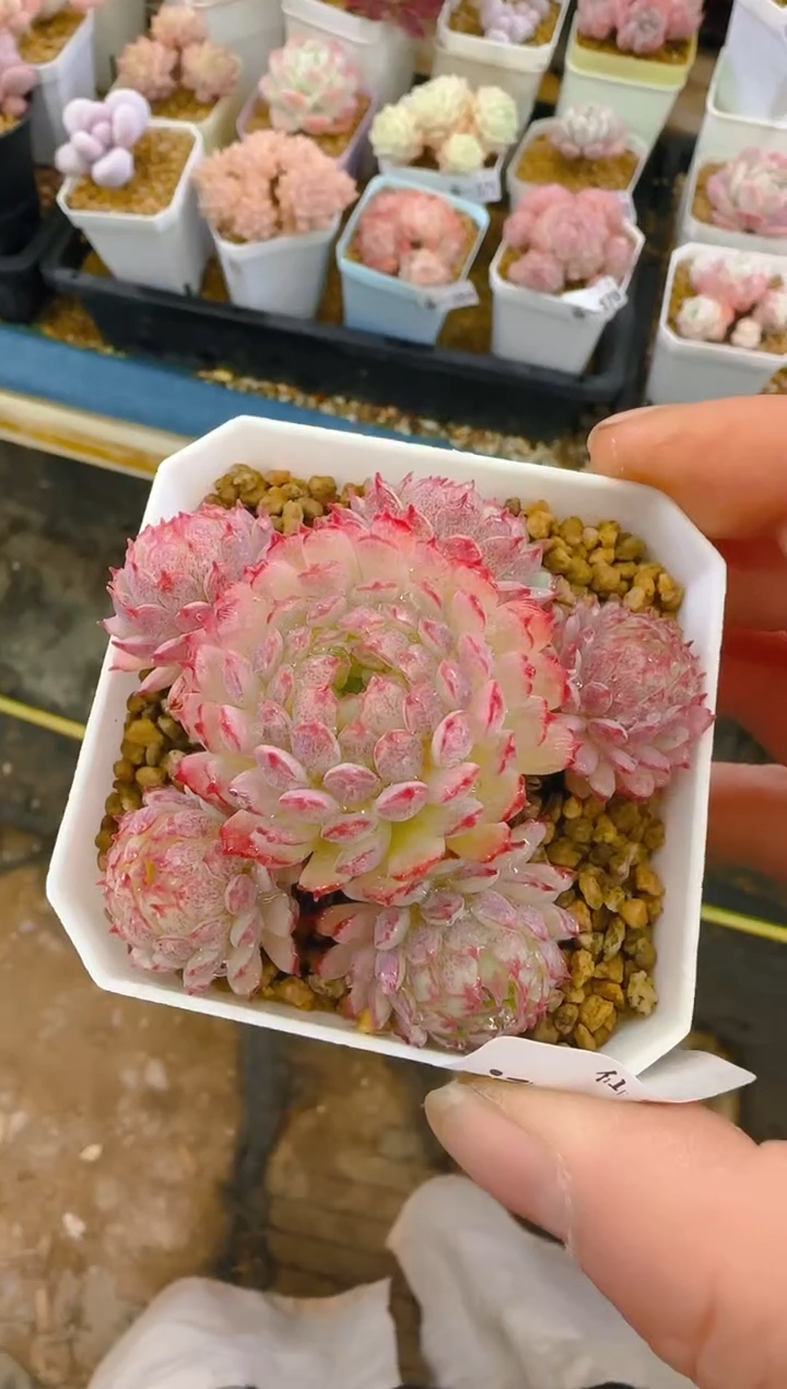 【闪购商品】福—395—仙农（小红衣）