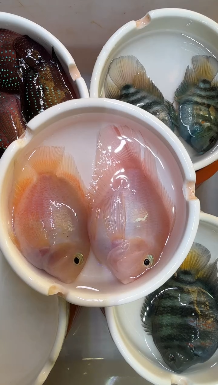 红宝石鱼胭脂一对