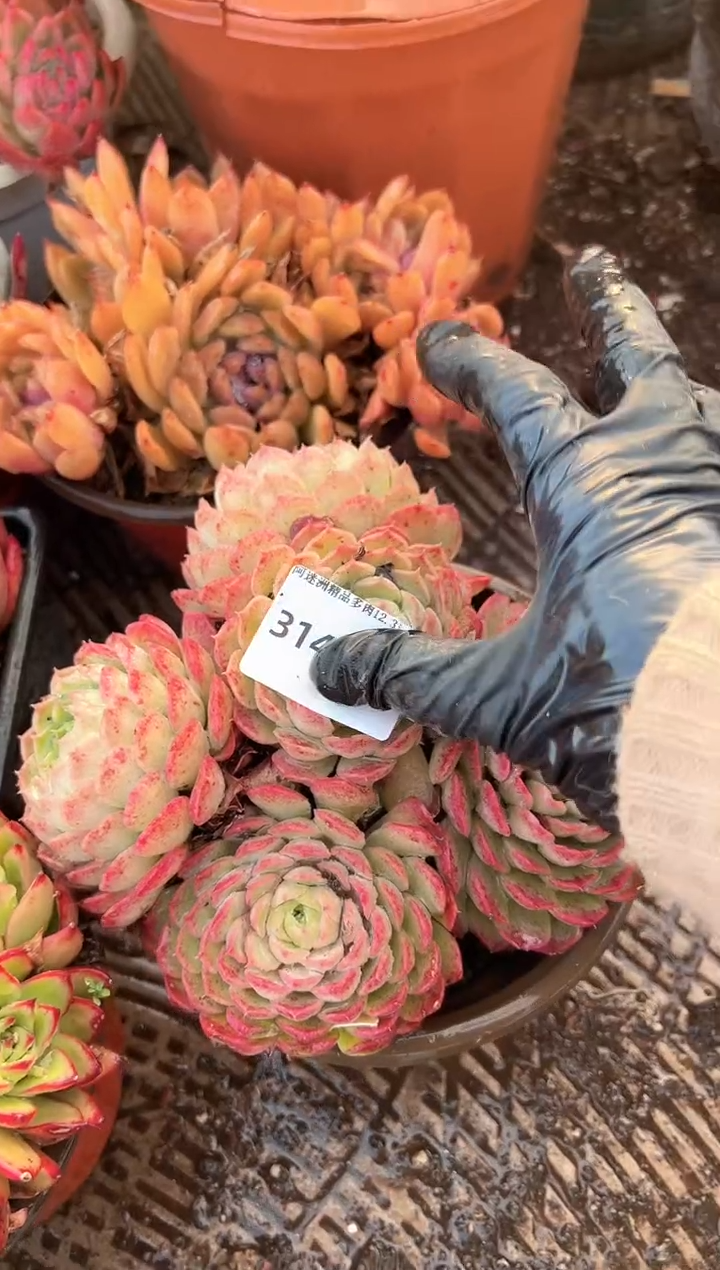 如*多肉植物一物一拍31466