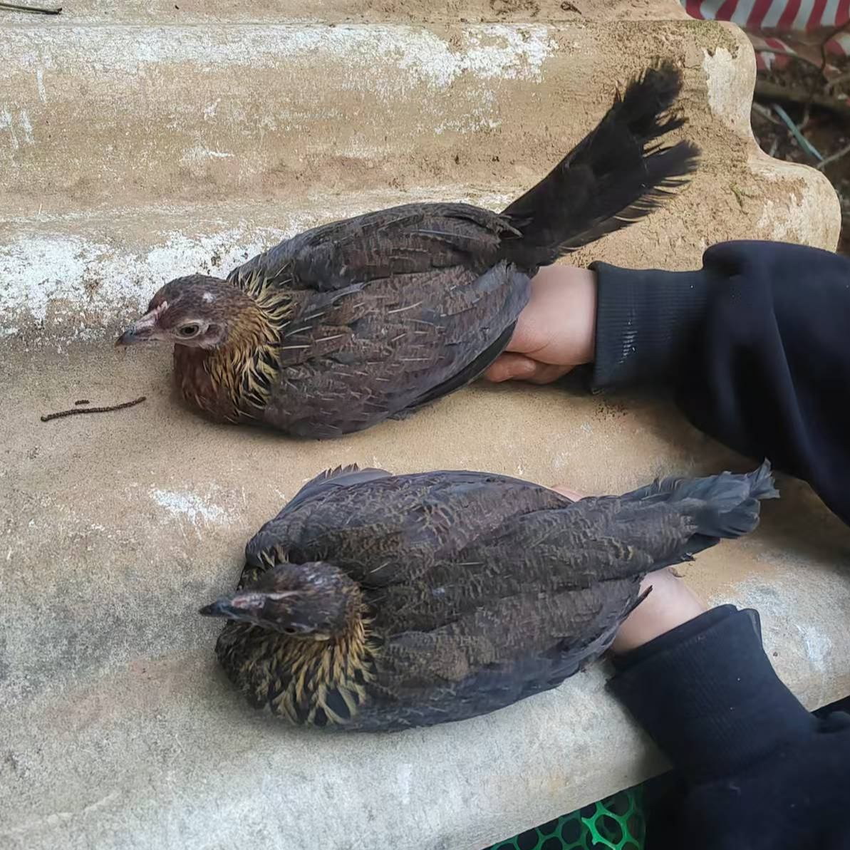 云南红耳茶花母鸡2代