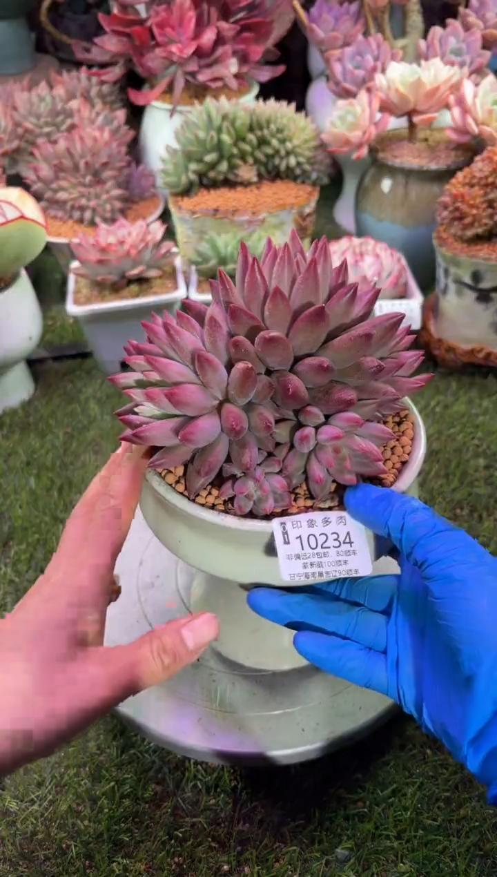 【闪购商品】10234