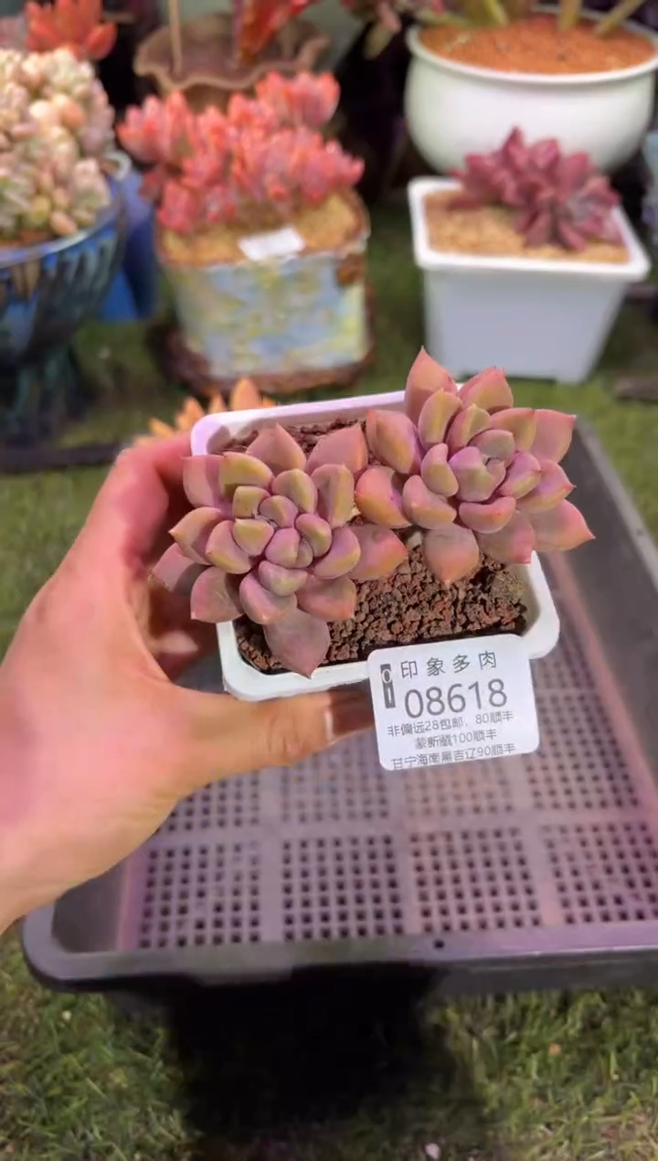 【闪购商品】08618