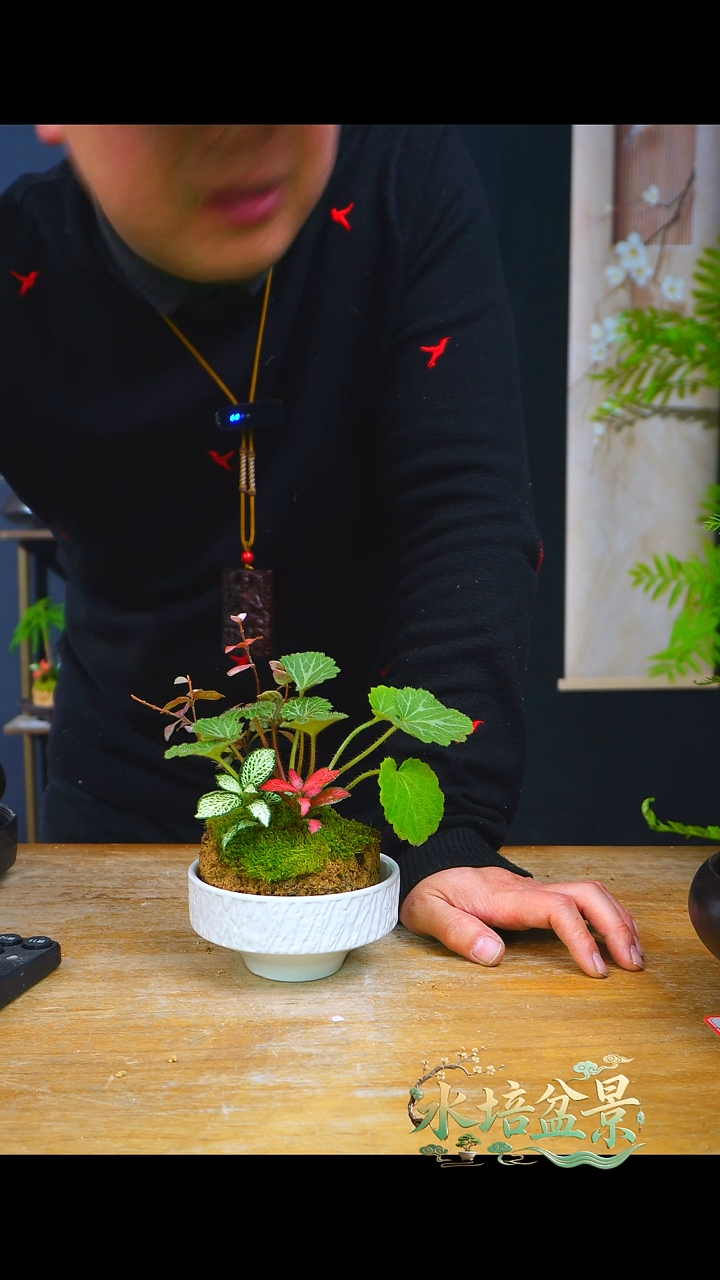 石云社一物一拍组合盆栽20