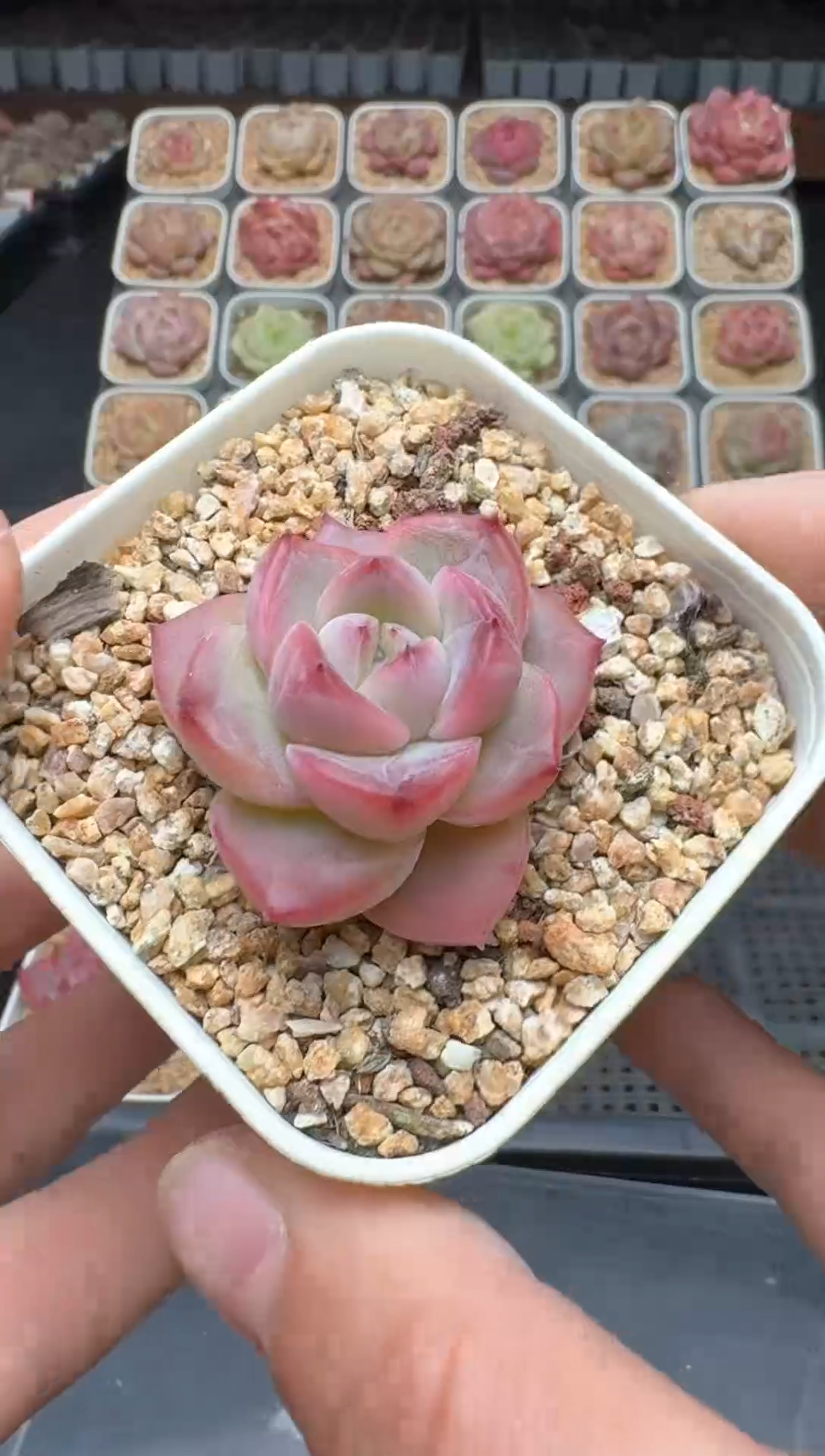 【闪购商品】3单包邮珍妮多肉一物一拍501