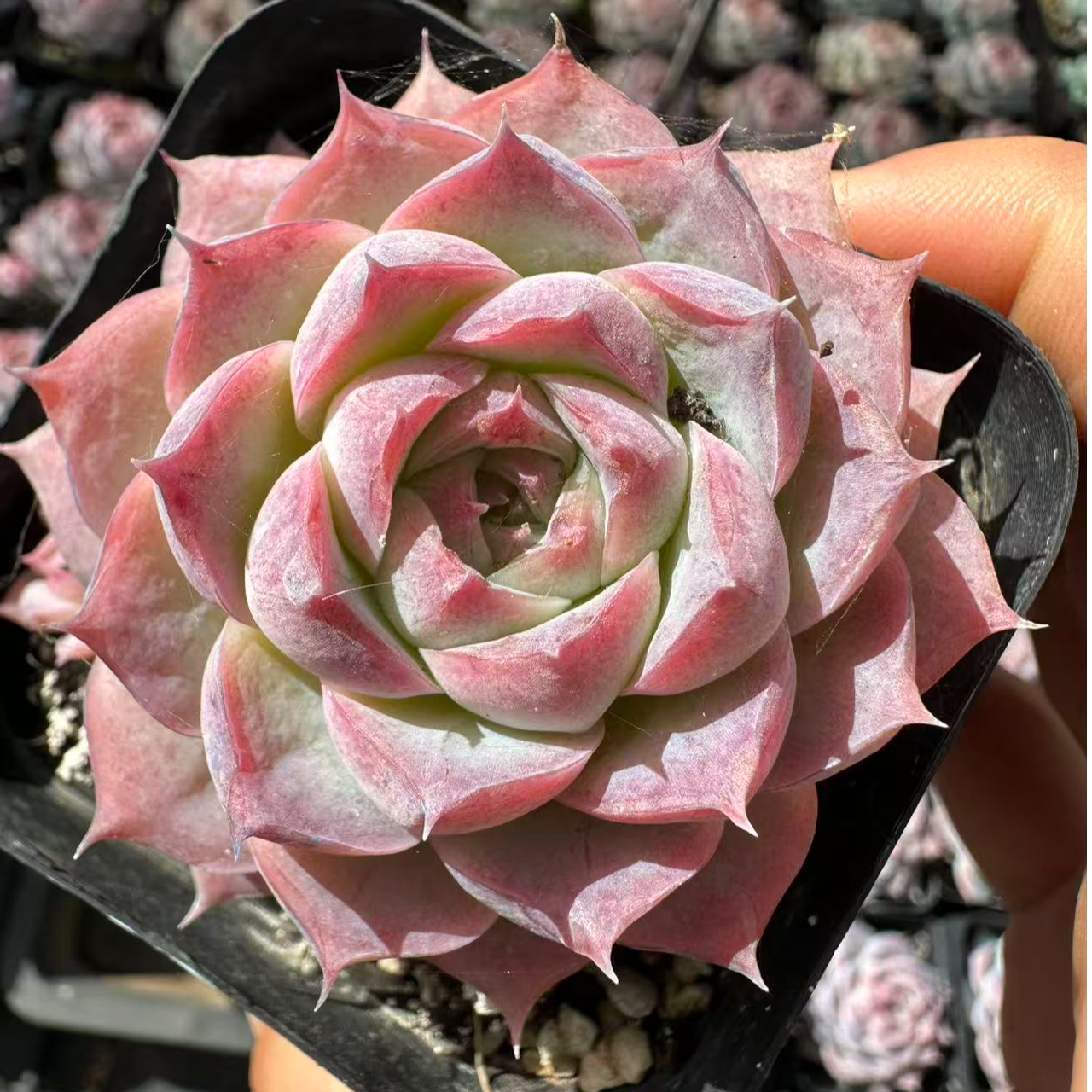 3#几妆痕 多肉植物 前男友精品多肉SM231