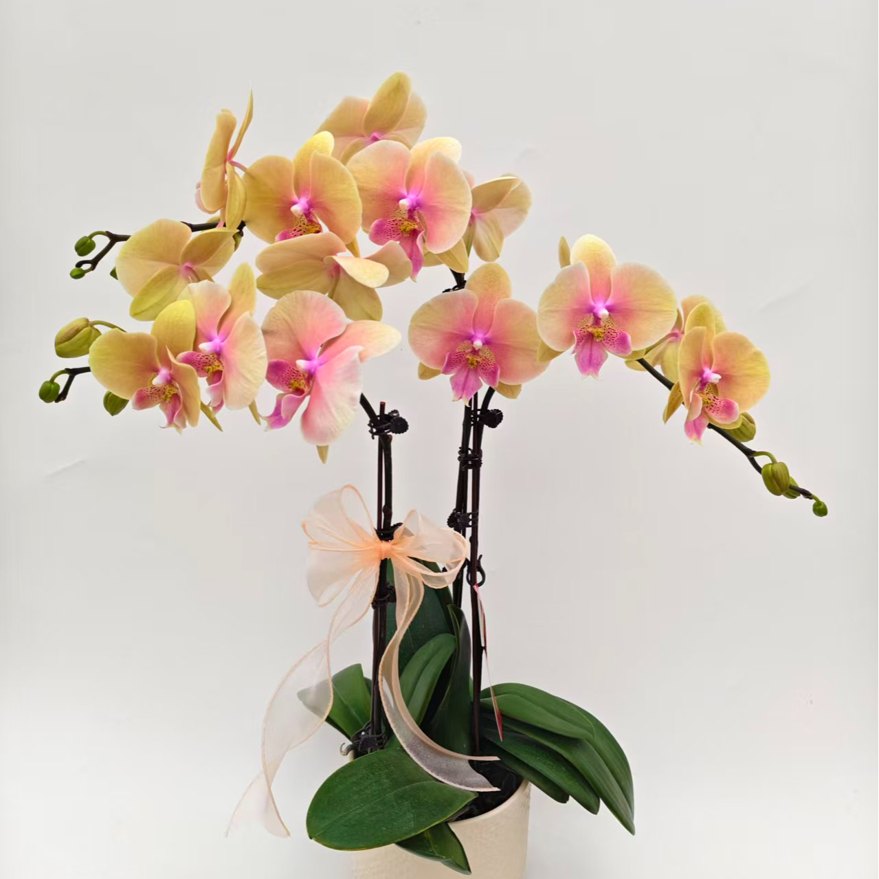 蝴蝶兰【蜜桃】鲜花盆栽室内观赏花花佛山基 地直发好养易活