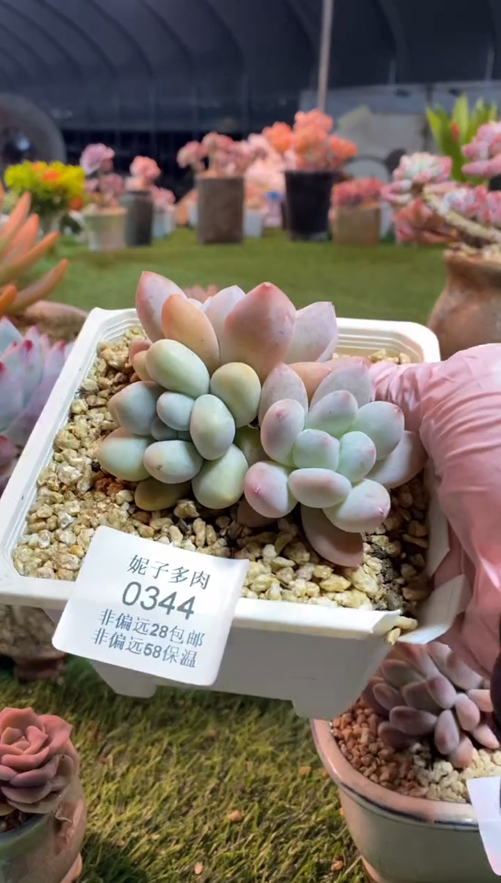 【闪购商品】0344a