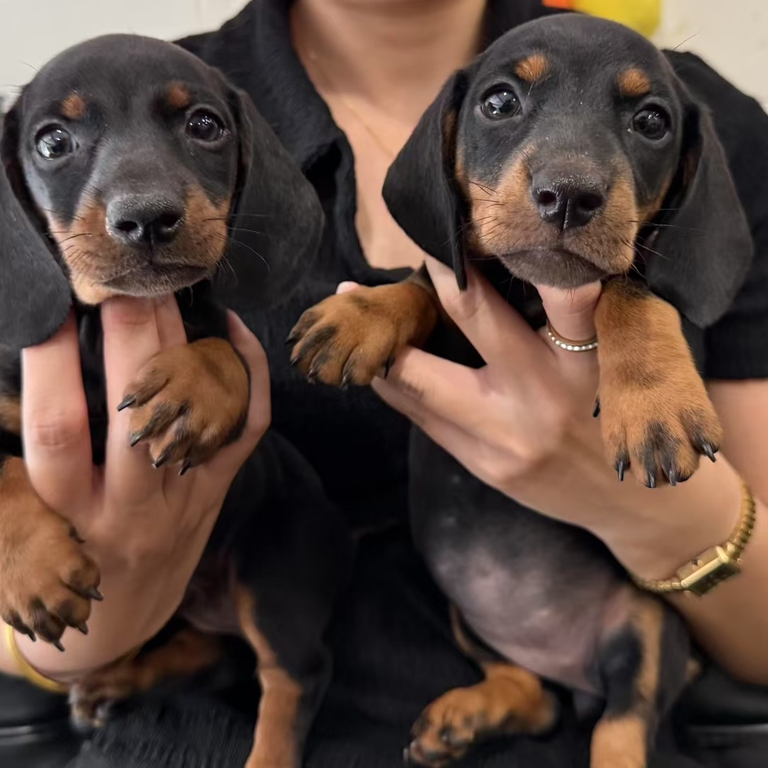 短毛腊肠活体-旺仔家