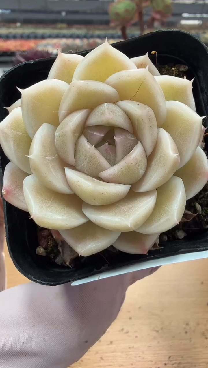 东云多肉园二店-112