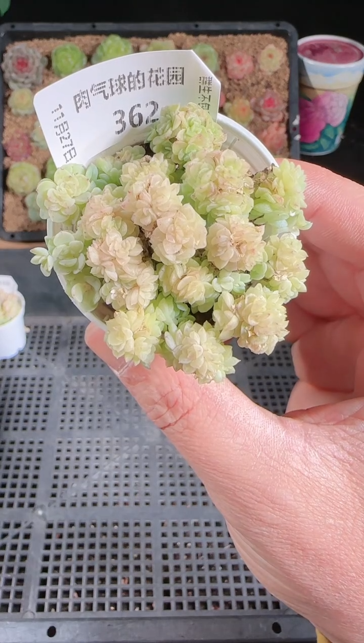 1127-362群生不包整
