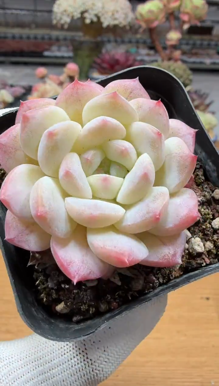 东云多肉园二店-260