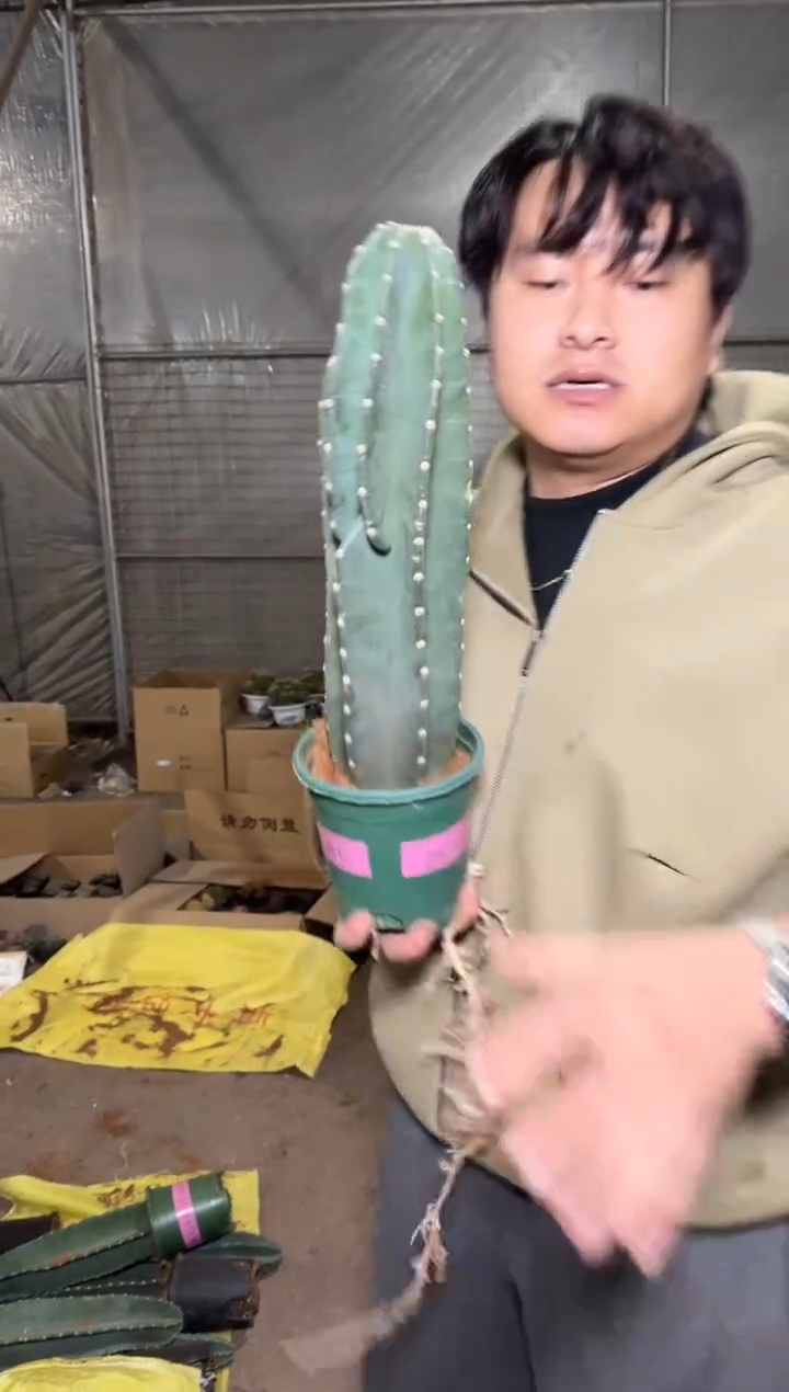 【带盆土】20cm+ 量天尺