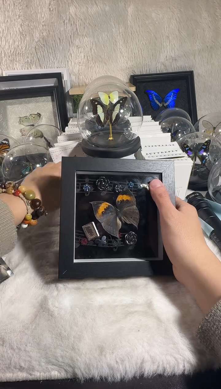 枯叶蝶          