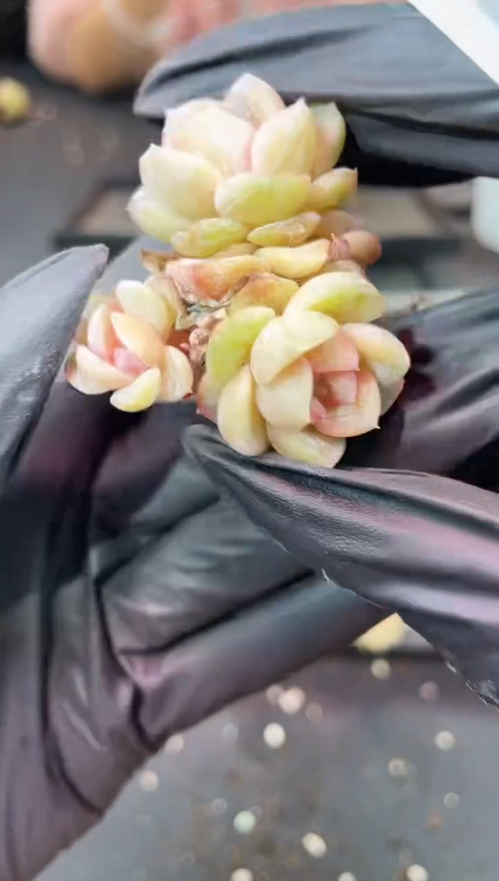 闪购1069 朝雾群多肉一颗   
