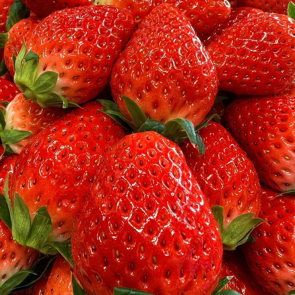 【明日达】3斤特大果尊享丹东99草莓奶油草莓新鲜多汁奶糯香甜1斤3斤草莓草莓草莓辽宁省