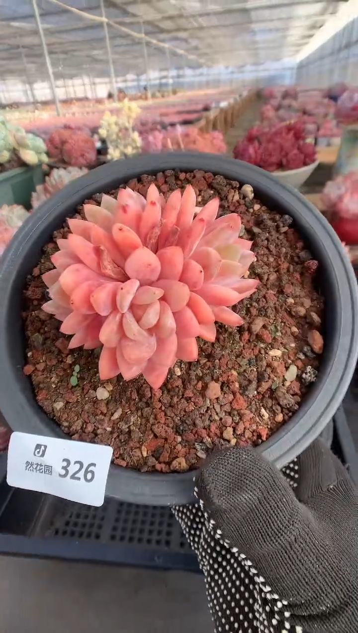 326雪天使多肉植物一物一拍