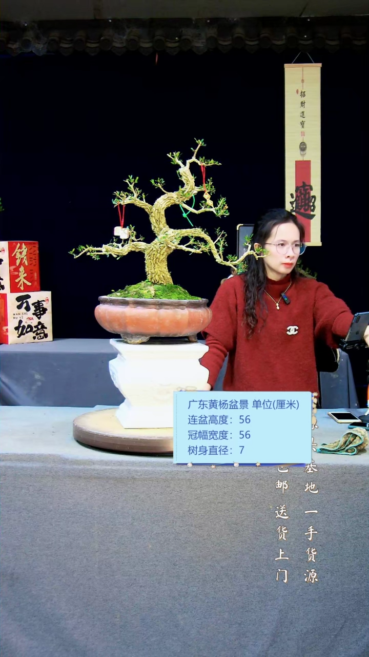 【闪购商品】雀舌黄杨盆景雀舌黄杨盆景