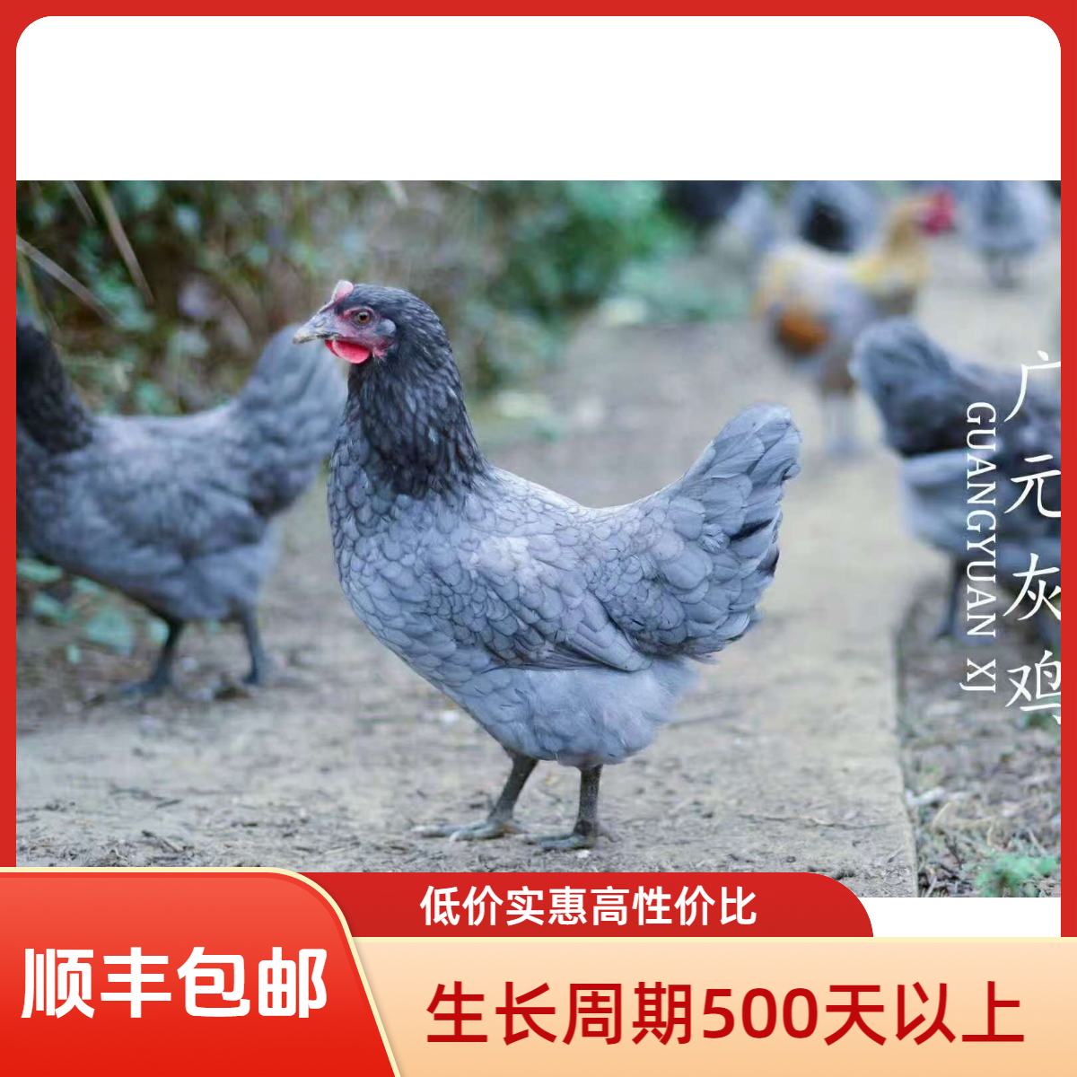 【广元剑门关灰鸡】（母）跑山鸡农村正宗散养黑脚灰鸡老土鸡