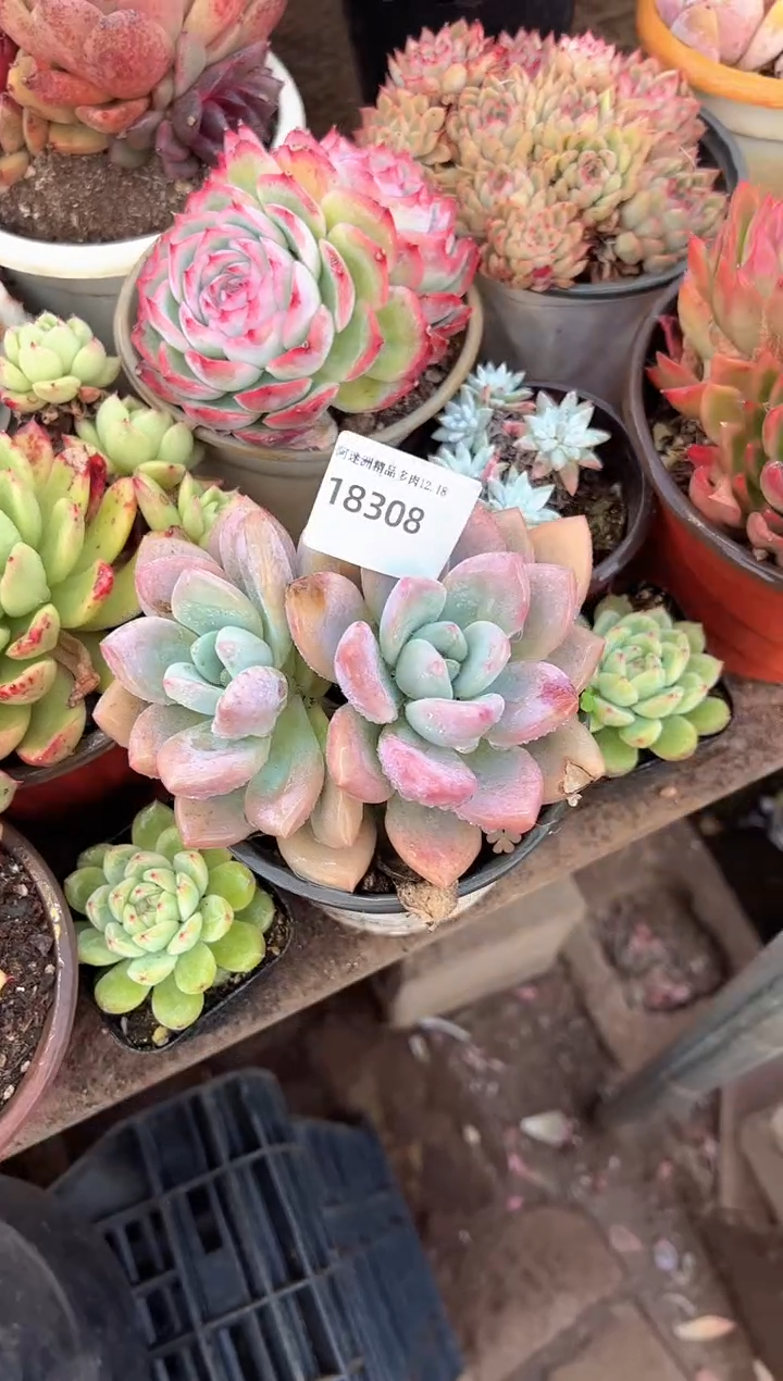 小*多肉植物一物一拍18308