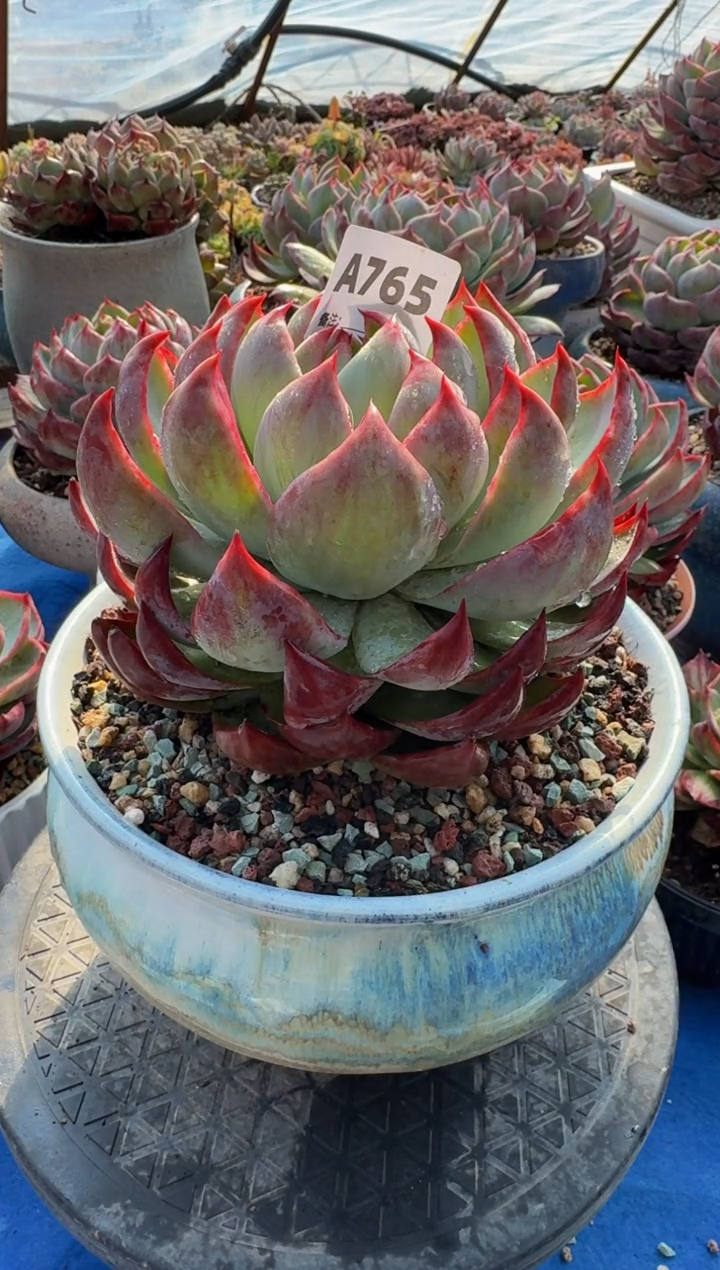 【闪购商品】A765惊鸿仙子（裸根发货）