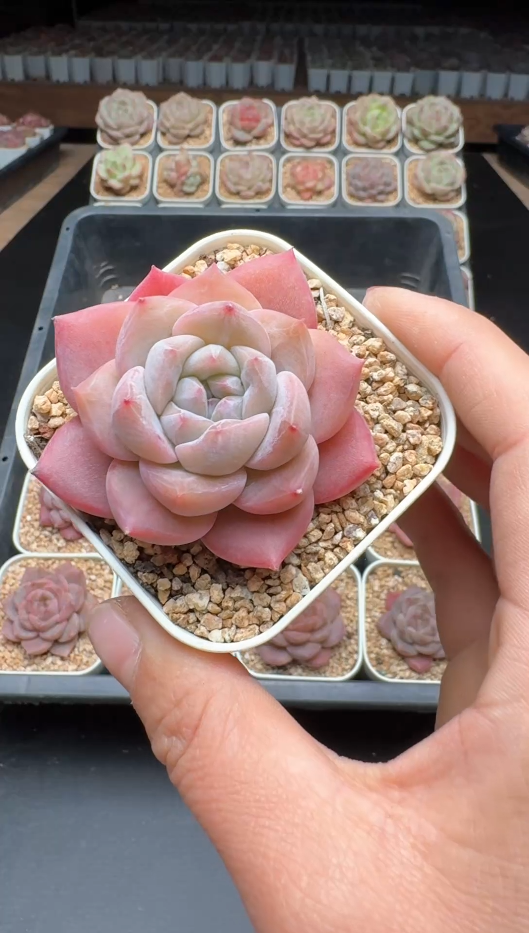 【闪购商品】173号一物一拍珍妮多肉花卉植物3颗起发